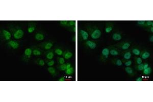 ICC/IF Image COMMD7 antibody detects COMMD7 protein at nucleus and cytoplasm by immunofluorescent analysis. (COMMD7 antibody)