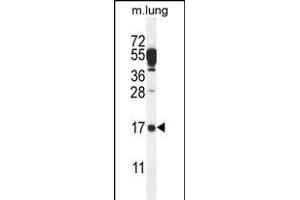 C14orf126 Antibody (C-term) (ABIN654510 and ABIN2844237) western blot analysis in mouse lung tissue lysates (35 μg/lane).