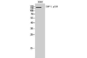 Western Blotting (WB) image for anti-Chromatin Assembly Factor 1, Subunit A (p150) (CHAF1A) (Internal Region) antibody (ABIN3178051) (CHAF1A antibody  (Internal Region))