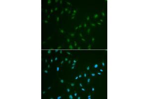 Immunofluorescence analysis of A549 cell using HSF2 antibody. (HSF2 antibody)