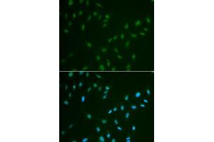 Immunofluorescence analysis of A549 cell using HSF2 antibody. (HSF2 antibody)