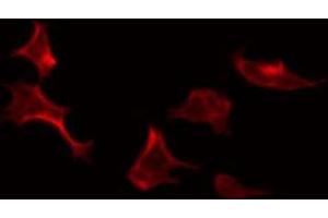 ABIN6274110 staining Hela by IF/ICC. (SYNCRIP antibody  (Internal Region))