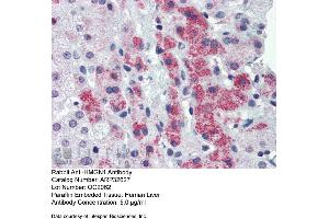 Immunohistochemistry with Human Liver cell lysate tissue at an antibody concentration of 5. (HMGN1 antibody  (Middle Region))