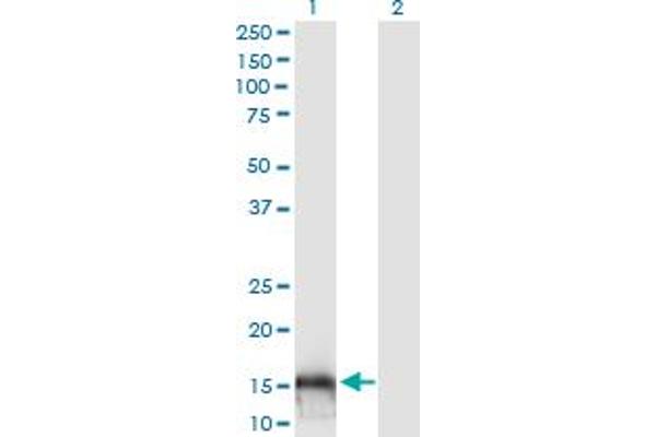 GSKIP antibody  (AA 1-139)