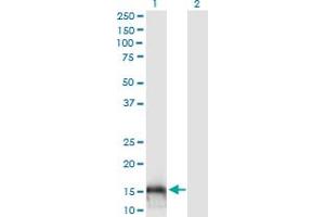 Western Blot analysis of C14orf129 expression in transfected 293T cell line by C14orf129 monoclonal antibody (M10), clone 3A6.