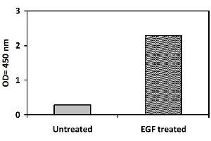 Image no. 3 for Epidermal Growth Factor Receptor (EGFR) ELISA Kit (ABIN1981716) (EGFR ELISA Kit)