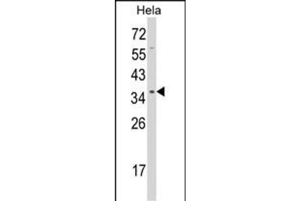 STRAP antibody  (C-Term)