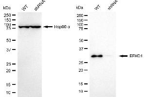 anti-EF-Hand Domain Family, Member D1 (EFHD1) antibody