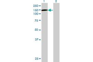 Western Blot analysis of SFRS15 expression in transfected 293T cell line by SFRS15 MaxPab polyclonal antibody. (SCAF4 antibody  (AA 1-1147))