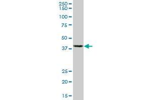 Western Blotting (WB) image for anti-Actin, beta (ACTB) (AA 1-376) antibody (ABIN598523) (beta Actin antibody  (AA 1-376))