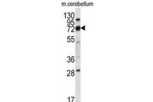 Western Blotting (WB) image for anti-Immunoglobulin Superfamily, Member 8 (IGSF8) antibody (ABIN2996707) (IGSF8 antibody)