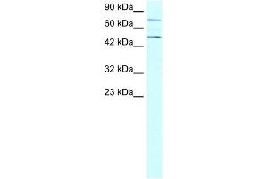 WB Suggested Anti-PIAS4 Antibody Titration:  0. (PIAS4 antibody  (N-Term))