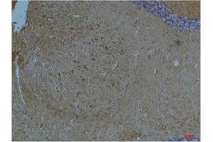 Immunohistochemistry (IHC) analysis of paraffin-embedded Mouse Brain Tissue using Kv11. (KCNH7 antibody)