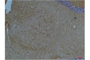 Immunohistochemistry (IHC) analysis of paraffin-embedded Mouse Brain Tissue using Kv11. (KCNH7 antibody)
