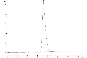 The purity of Biotinylated Mouse CX3CL1/Fractalkine is greater than 95 % as determined by SEC-HPLC. (CX3CL1 Protein (AA 25-336) (His-Avi Tag,Biotin))