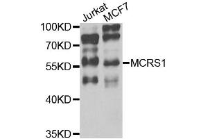 Western blot analysis of extracts of various cell lines, using MCRS1 antibody (ABIN5975252) at 1/1000 dilution.