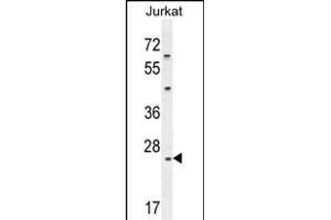 CLDN22 Antibody (Center) (ABIN654190 and ABIN2844042) western blot analysis in Jurkat cell line lysates (35 μg/lane). (Claudin 22 (CLDN22) (AA 90-117) antibody)