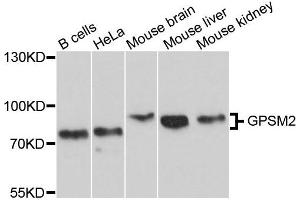 Western blot analysis of extracts of various cells, using GPSM2 antibody.