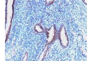 Image no. 1 for anti-Cyclin B1 (CCNB1) antibody (ABIN6161660) (Cyclin B1 antibody)