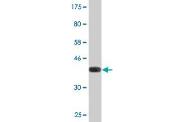 RNF25 antibody  (AA 352-459)