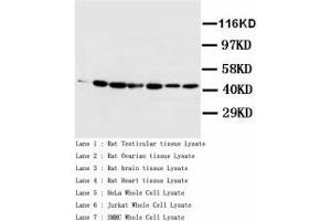 Image no. 2 for anti-Actin (AA 367-377) antibody (ABIN1493440) (Actin antibody  (AA 367-377))