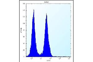 FA8A1 Antibody (N-term) (ABIN656718 and ABIN2845946) flow cytometric analysis of Jurkat cells (right histogram) compared to a negative control cell (left histogram). (FAM8A1 antibody  (N-Term))