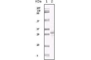 Western Blot showing KSHV ORF26 antibody used against TPA induced BCBL-1 cell lysate. (KSHV ORF26 antibody)