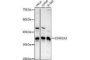 Western blot analysis of extracts of various cell lines, using CSNK2 antibody (0791) at 1:1000 dilution. (CSNK2A2 antibody)