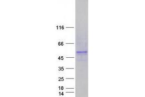 Validation with Western Blot (CYP4F22 Protein (Myc-DYKDDDDK Tag))