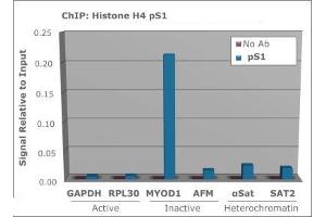 Chromatin Immunoprecipitation of Rabbit Anti-Histone H4 [p Ser1] Antibody.