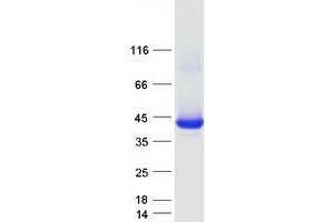 Validation with Western Blot