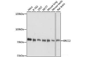 Western blot analysis of extracts of various cell lines using ERCC2 Polyclonal Antibody at dilution of 1:1000. (ERCC2 antibody)