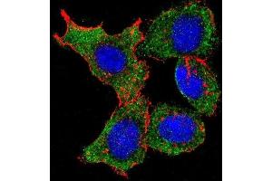 HeLa cells probed with C-rel (318CT41. (c-Rel antibody)