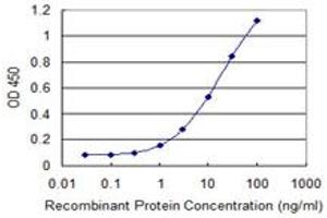 Detection limit for recombinant GST tagged DDAH2 is 0. (DDAH2 antibody  (AA 1-285))
