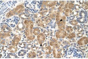 Human kidney (GPAA1 antibody  (C-Term))