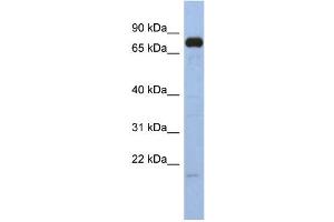 WB Suggested Anti-SIM1 Antibody Titration:  0.