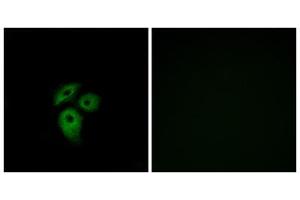 Immunofluorescence analysis of A549 cells, using CD234 antibody. (DARC antibody  (N-Term))