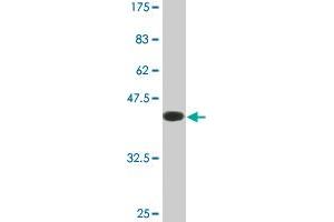Western Blot detection against Immunogen (39. (Ensa antibody  (AA 1-121))