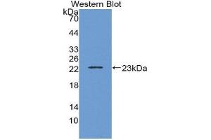 Western Blotting (WB) image for anti-Interleukin 1, beta (IL1B) (AA 63-247) antibody (ABIN3201450)