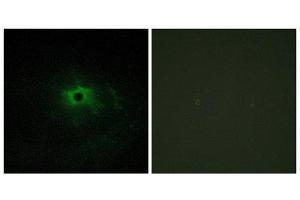 Immunofluorescence (IF) image for anti-Laminin, alpha 4 (LAMa4) (Internal Region) antibody (ABIN1850449) (LAMa4 antibody  (Internal Region))