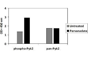 JURKAT cells were untreated or treated with Pervanadate for 10 min. (PTK2B ELISA Kit)
