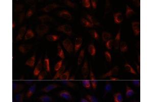 Immunofluorescence analysis of L929 cells using CHP1 Polyclonal Antibody at dilution of 1:100. (CHP antibody)