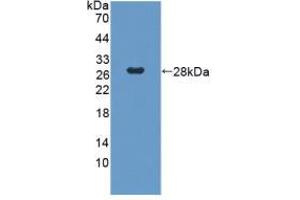 Western blot analysis of recombinant Human GbL. (GNB1L antibody  (AA 69-247))