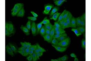 Immunofluorescence staining of HepG2 cells with ABIN7145359 at 1:66, counter-stained with DAPI. (SNTB1 antibody  (AA 51-111))