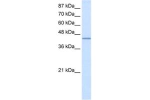 Western Blotting (WB) image for anti-RNA Binding Motif Protein 9 (RBM9) antibody (ABIN2462100)