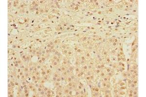 Immunohistochemistry of paraffin-embedded human adrenal gland tissue using ABIN7150536 at dilution of 1:100 (DNAJB9 antibody  (AA 24-223))