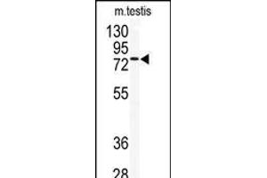 Western blot analysis of anti-TLK2 Antibody (Center) (ABIN392686 and ABIN2837993) in mouse testis tissue lysates (35 μg/lane). (TLK2 antibody  (AA 141-171))