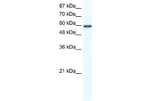 WB Suggested Anti-G3BP Antibody Titration:  2. (G3BP1 antibody  (N-Term))