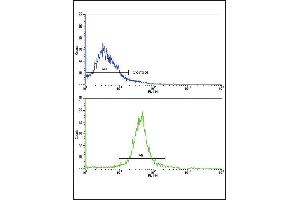 Flow Cytometry (FACS) image for anti-Adiponectin Receptor 1 (ADIPOR1) (AA 305-331), (C-Term) antibody (ABIN652574)