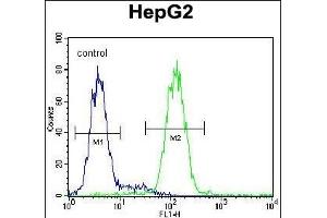 CCDC17 Antibody (C-term) (ABIN654991 and ABIN2844627) flow cytometric analysis of HepG2 cells (right histogram) compared to a negative control cell (left histogram).